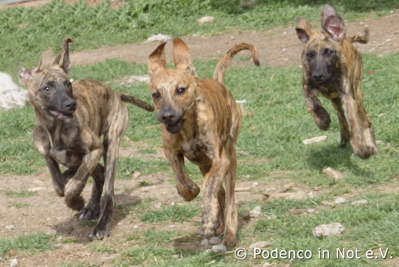 Galgowelpen