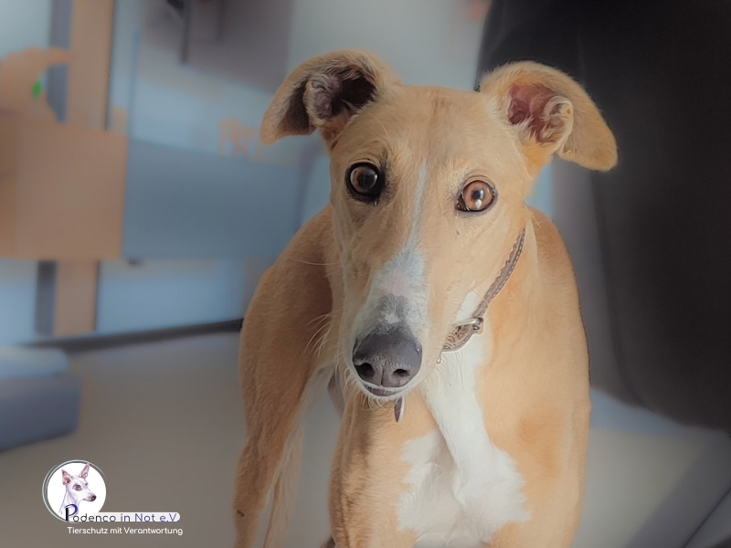 Dayani (Galga)