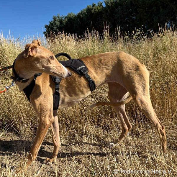Gavina (Galgohündin)