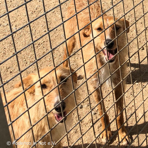 Impressionen aus dem Tierheim