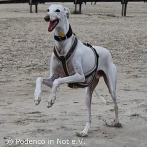 https://www.podenco-in-not.de/linnia/