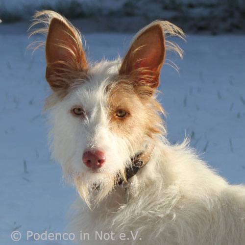 https://www.podenco-in-not.de/linnia/