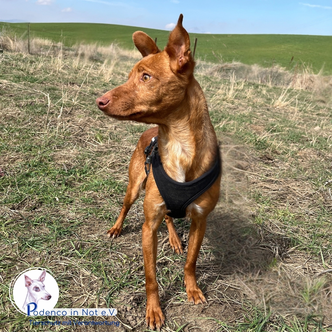 Jaboah Podenco Jaboah Podenco