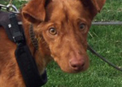 Jaboah Podenco