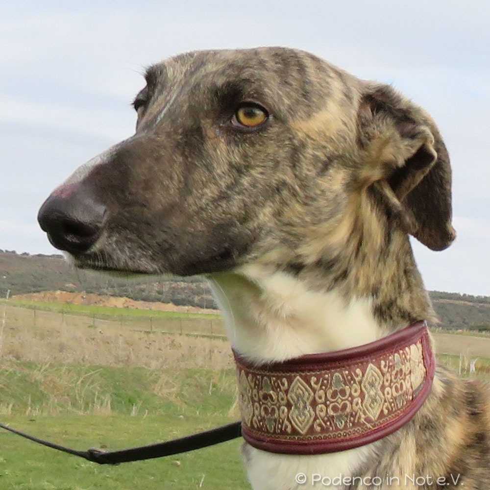 Galgo Jaro