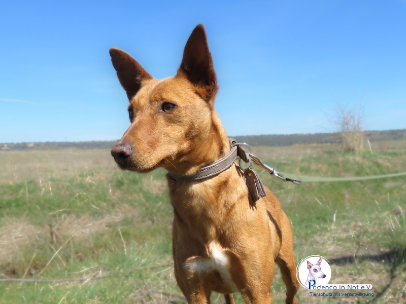 Joona (Podenco) Joona (Podenco)