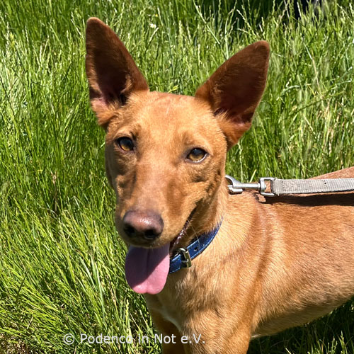 Joona (Podenco)