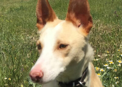 Kiyani Podenco