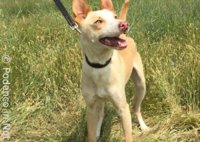 Kiyani Podenco