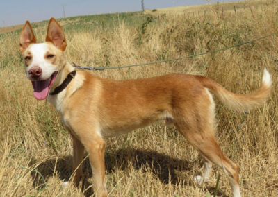 Kiyani (Podenco)