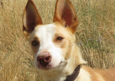 Kiyani (Podenco)