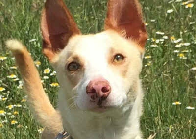 Kiyani Podenco