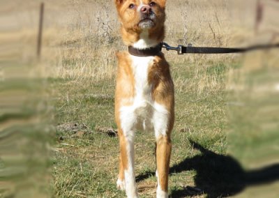 Kiyoshi Podenco