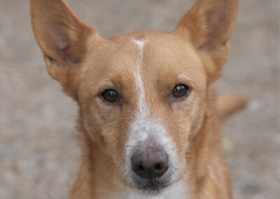 Kiyoshi Podenco