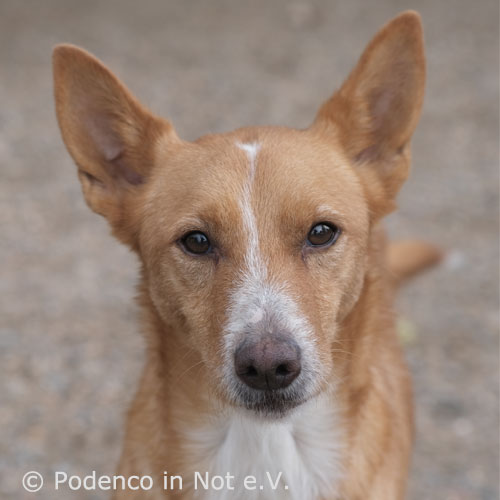 Kiyoshi Podenco