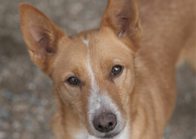 Kiyoshi Podenco