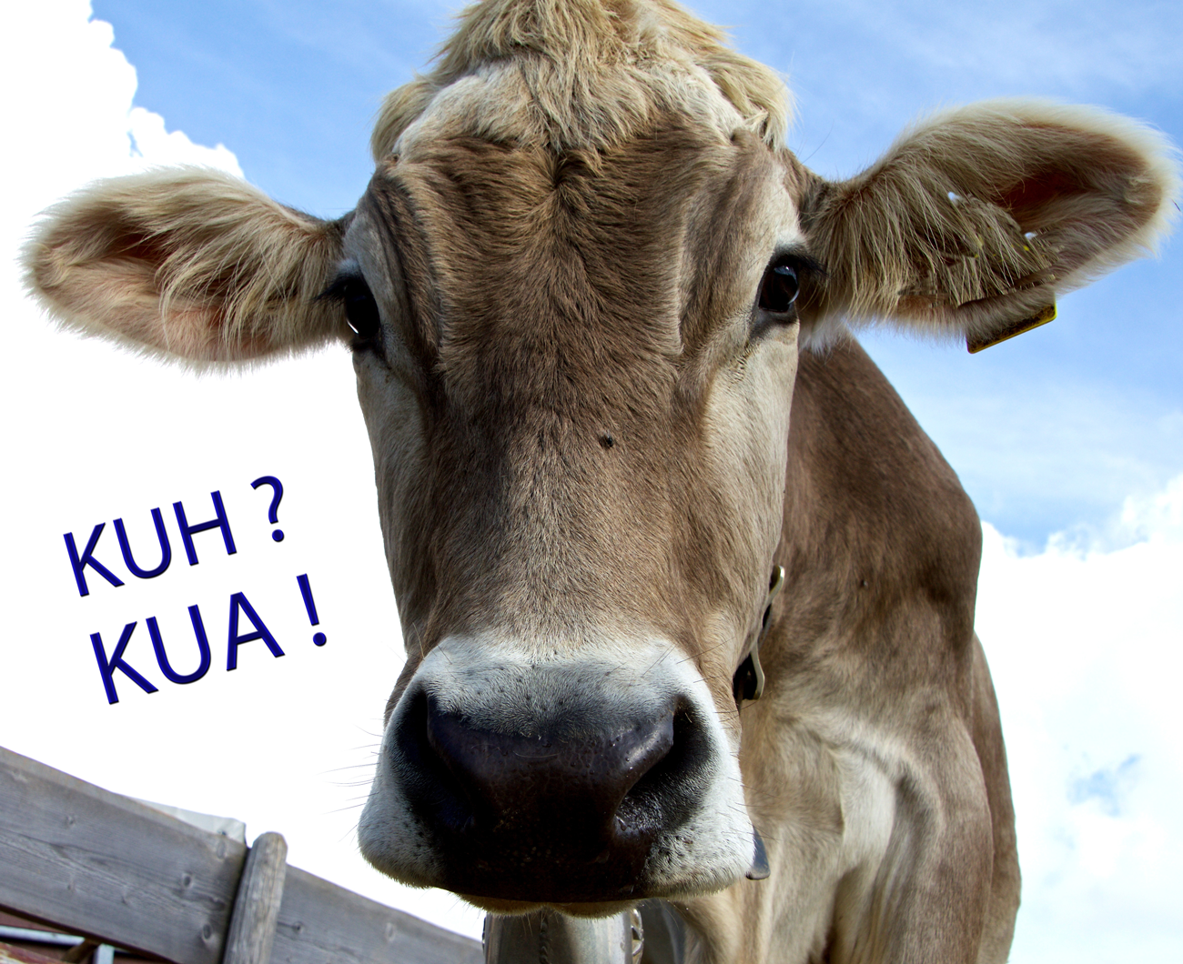 Kua