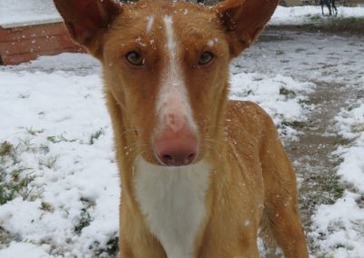 Lamar (Podencorüde)