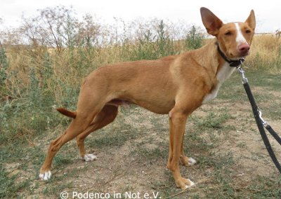 Lamar (Podencorüde)