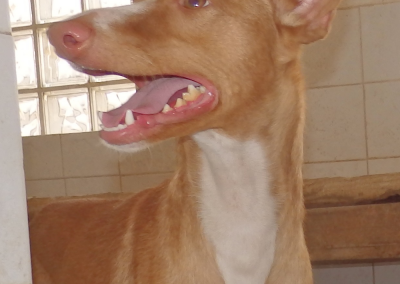 Lamar (Podencorüde)