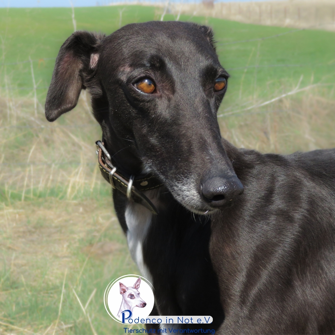 Lenita (Galga) Lenita (Galga)