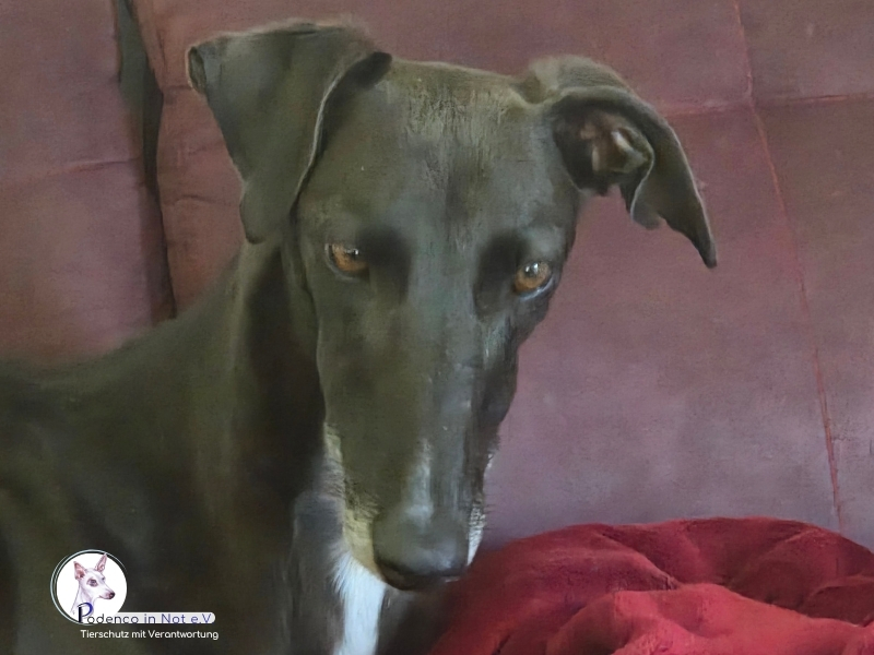 Lenita (Galga)