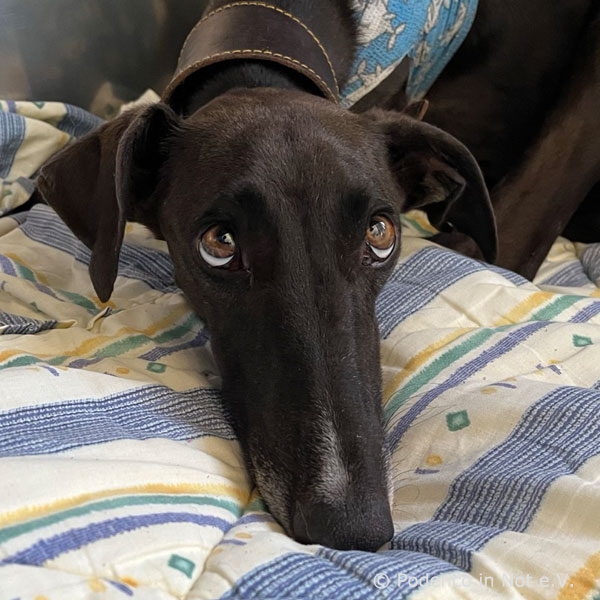 Lenita (Galga)
