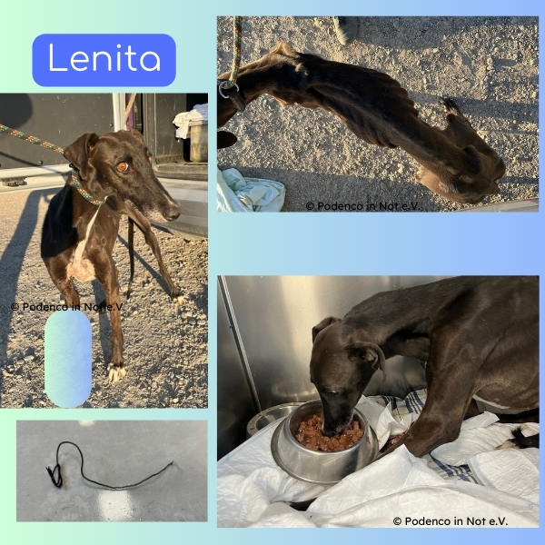 Lenita (Galga)