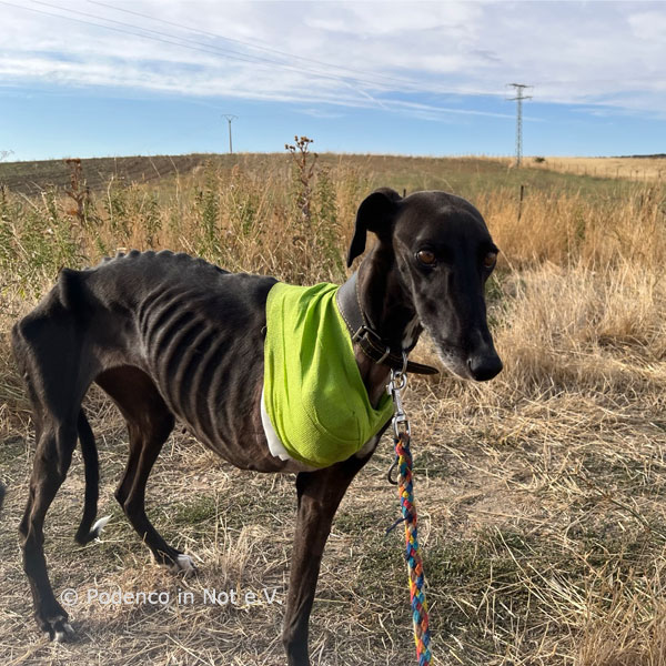 Lenita (Galga)