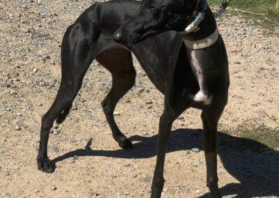 Galga Lilani