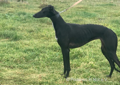 Galga Lilani