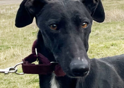 Galga Lilani