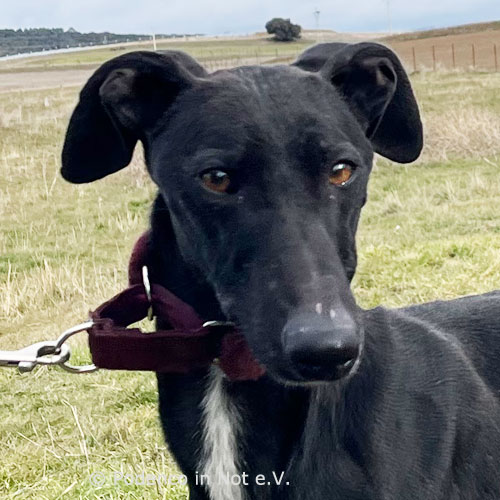 Galga Lilani