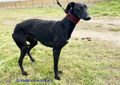 Galga Lilani