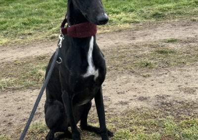 Galga Lilani