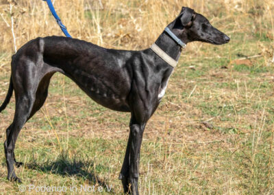Lilani (Galga)