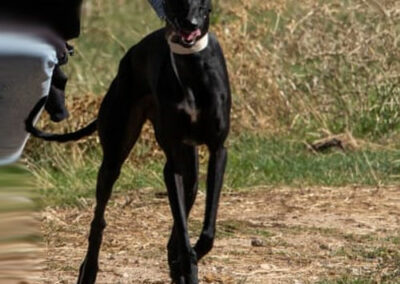 Lilani (Galga)