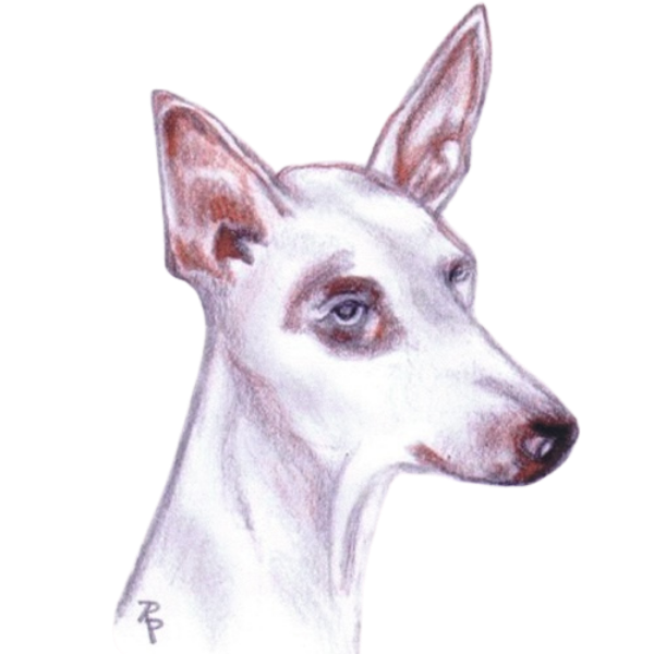 Podenco in Not e.V. Podenco in Not e.V.