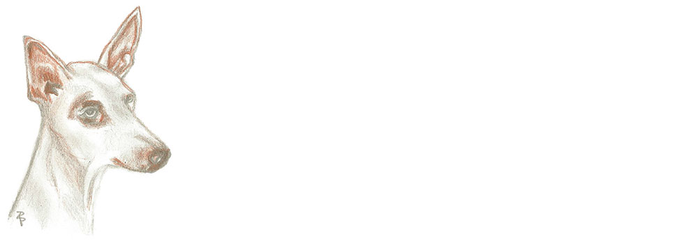 Podenco in Not e.V.
