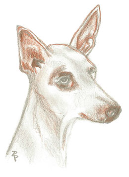 Podenco in Not e.V.