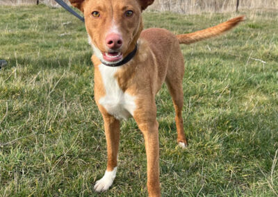 Najuk Podenco