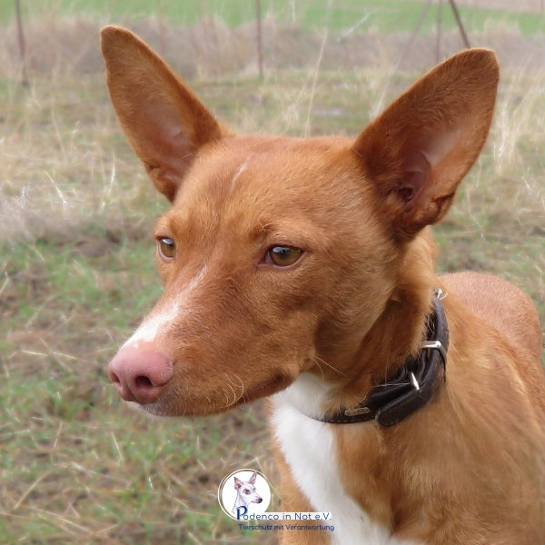 Najuk Podenco Najuk Podenco