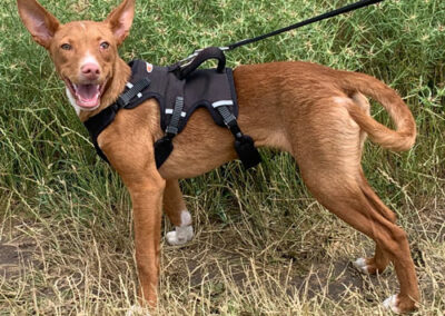 Najuk Podenco