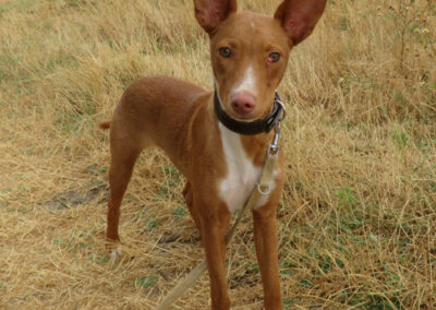 Najuk Podenco