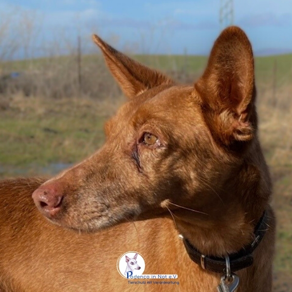 Najun (Podenco)