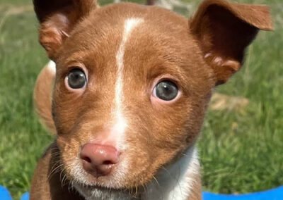Podenco: Naveen