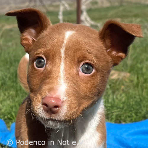 Podenco: Naveen