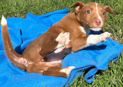 Podenco: Naveen
