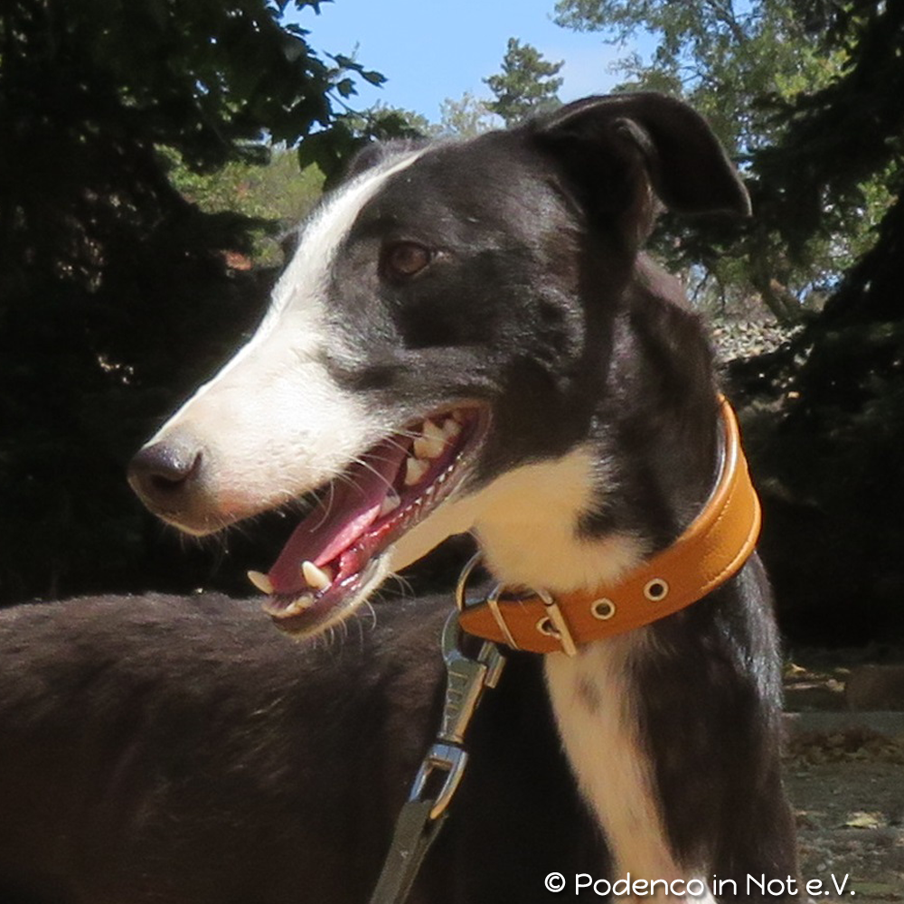 Yael ist sehr ängstlich und hat wenig Vertrauen, aber er wird, wie