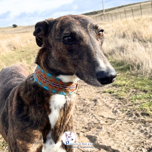 Nigan (Galgo)
